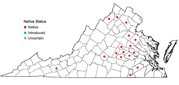 Locations ofQuercus prinoides Willdenow in Virginia