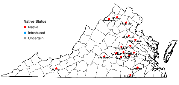 Locations ofQuercus prinoides Willdenow in Virginia