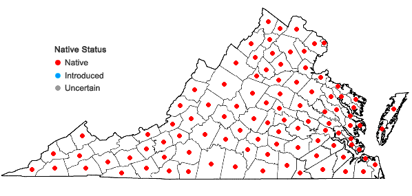 Locations ofQuercus stellata Wangenheim in Virginia