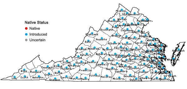 Locations ofRanunculus bulbosus L. in Virginia