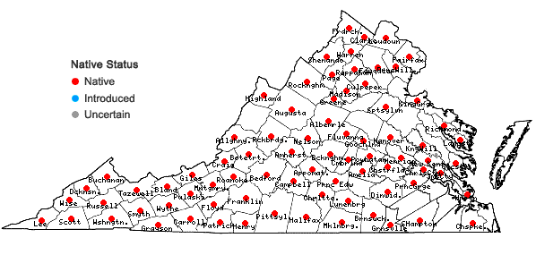 Locations ofRanunculus hispidus Michx. in Virginia