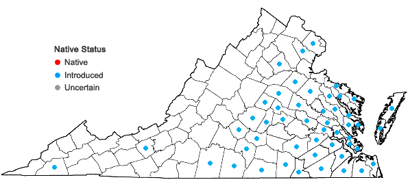 Locations ofRanunculus parviflorus L. in Virginia