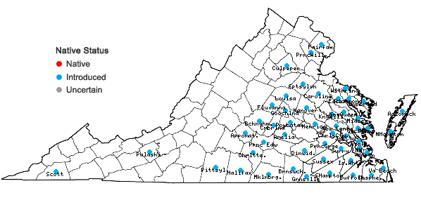 Locations ofRanunculus parviflorus L. in Virginia