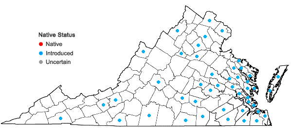 Locations ofRaphanus raphanistrum  Linnaeus in Virginia