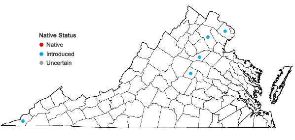 Locations ofRhamphospermum arvense (L.) Al-Shehbaz in Virginia