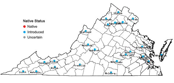 Locations ofRhamphospermum nigrum (L.) Al-Shehbaz in Virginia