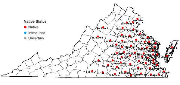 Locations ofRhexia mariana L. var. mariana in Virginia