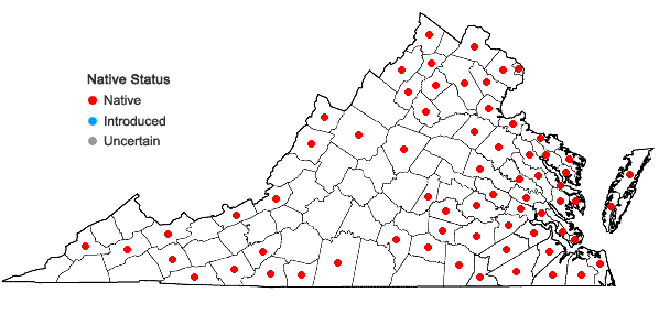 Locations ofRhododendron viscosum (L.) Torr. var. viscosum in Virginia