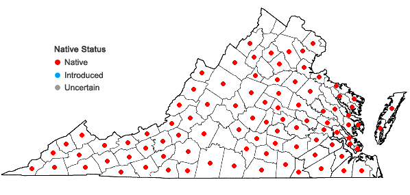 Locations ofRhynchospora capitellata (Michaux) Vahl in Virginia
