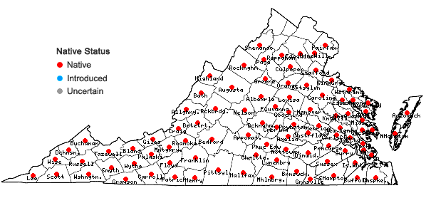 Locations ofRhynchospora capitellata (Michaux) Vahl in Virginia