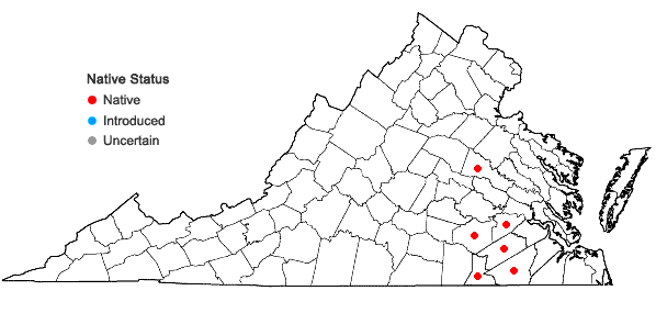 Locations ofRhynchospora cephalantha A. Gray var. attenuata Gale in Virginia