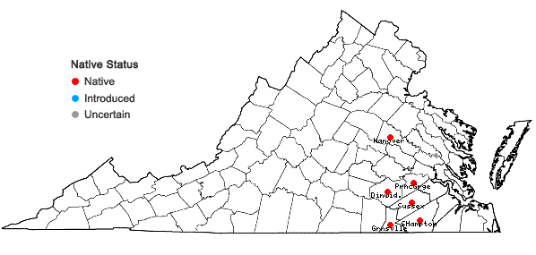 Locations ofRhynchospora cephalantha A. Gray var. attenuata Gale in Virginia