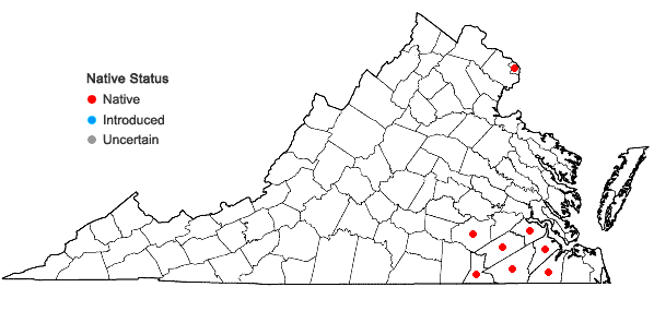 Locations ofRhynchospora cephalantha A. Gray var. cephalantha in Virginia