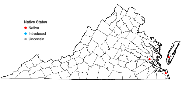 Locations ofRhynchospora colorata (L.) H. Pfeiffer in Virginia