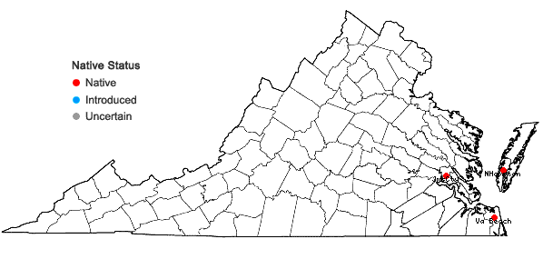 Locations ofRhynchospora colorata (L.) H. Pfeiffer in Virginia