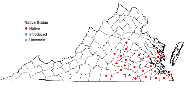 Locations ofRhynchospora globularis (Chapman) Small in Virginia