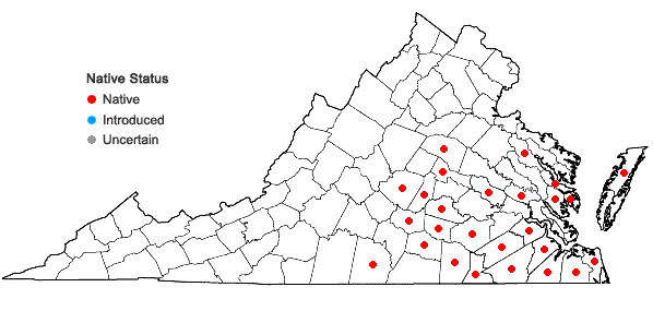 Locations ofRhynchospora globularis (Chapman) Small in Virginia