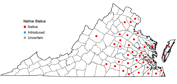 Locations ofRhynchospora gracilenta Gray in Virginia