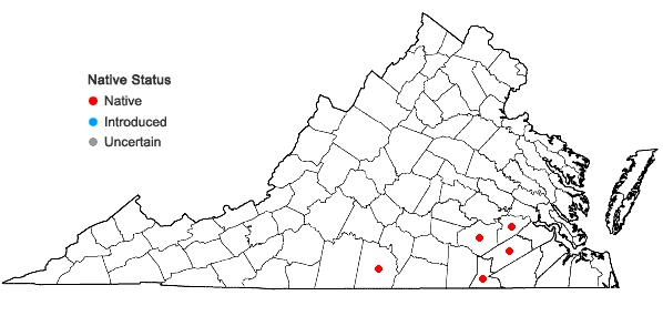 Locations ofRhynchospora harveyi W. Boott in Virginia