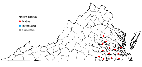 Locations ofRhynchospora torreyana Gray in Virginia