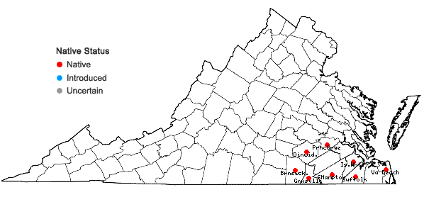 Locations ofRhynchospora wrightiana Boeckl. in Virginia