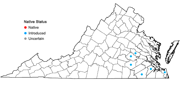 Locations ofRichardia brasiliensis Gomes in Virginia