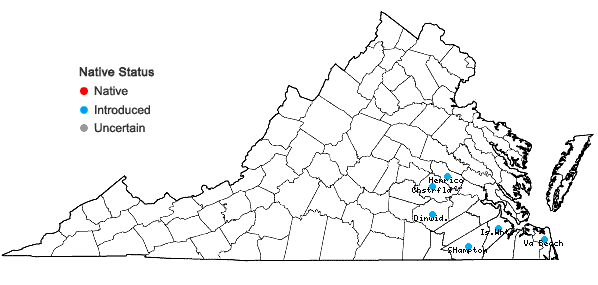 Locations ofRichardia brasiliensis Gomes in Virginia