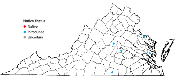 Locations ofRosa bracteata J.C. Wendl. in Virginia