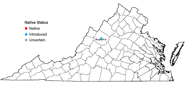 Locations ofRosa cinnamomea L. in Virginia
