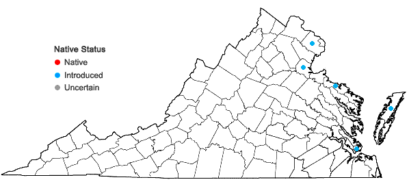 Locations ofRosa rugosa Thunb. in Virginia