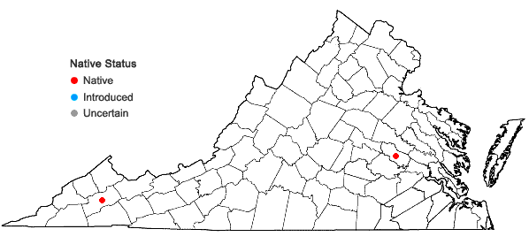 Locations ofRosulabryum laevifilum (Syed) Ochyra in Virginia