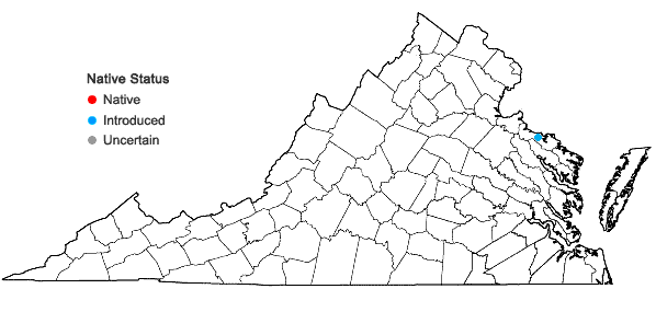 Locations ofRottboellia cochinchinensis (Lour.) Clayton in Virginia