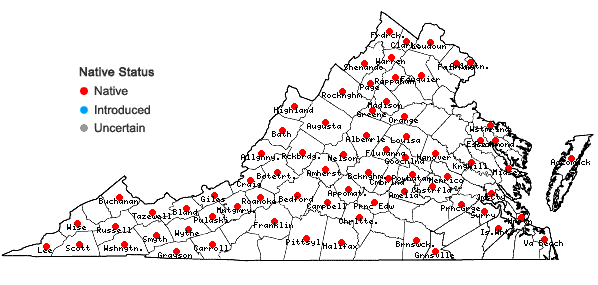 Locations ofRudbeckia triloba L. var. triloba in Virginia