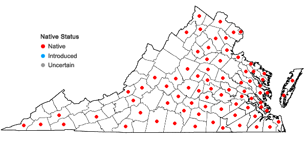 Locations ofRuellia caroliniensis (Gmelin) Steudel in Virginia