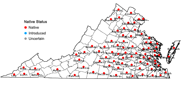 Locations ofRuellia caroliniensis (Gmelin) Steudel in Virginia