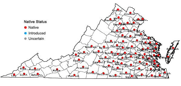 Locations ofRuellia caroliniensis (Gmelin) Steudel in Virginia