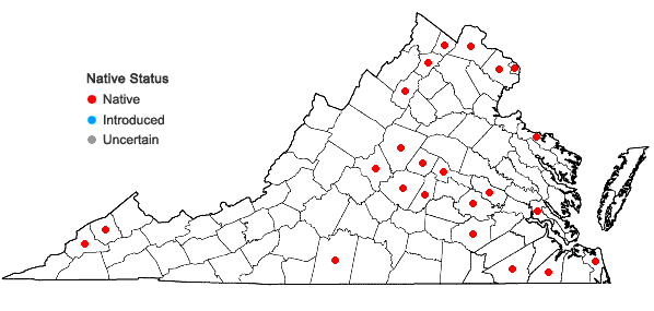 Locations ofRumex altissimus Wood in Virginia