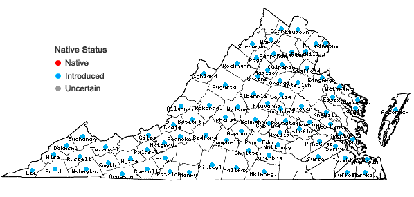 Locations ofRumex obtusifolius L. in Virginia