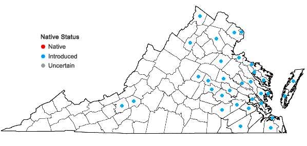 Locations ofRumex pulcher L. in Virginia