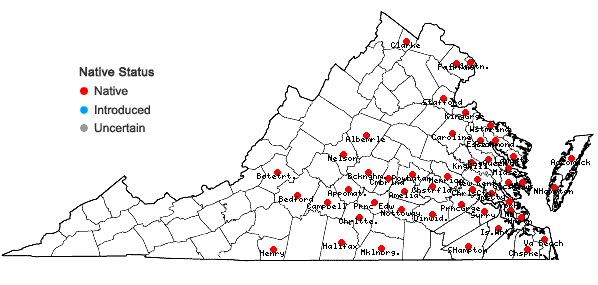 Locations ofRumex verticillatus L. in Virginia