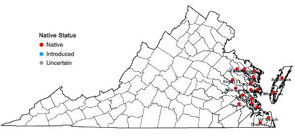 Locations ofSabatia stellaris Pursh in Virginia