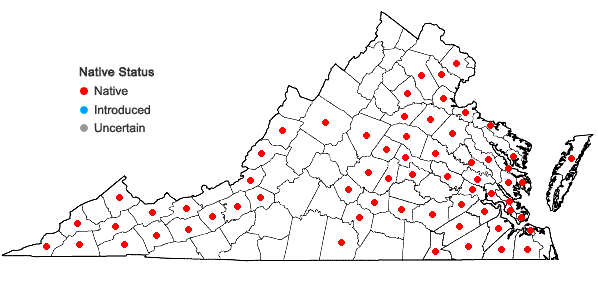 Locations ofSagittaria australis (J.G.Smith) Small in Virginia