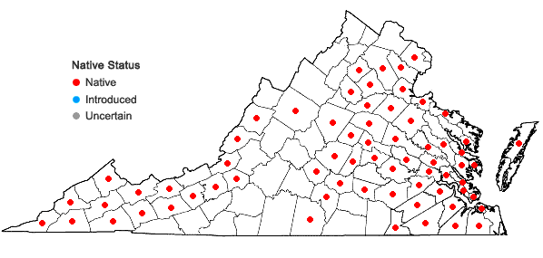 Locations ofSagittaria australis (J.G.Smith) Small in Virginia