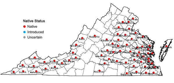 Locations ofSagittaria australis (J.G.Smith) Small in Virginia