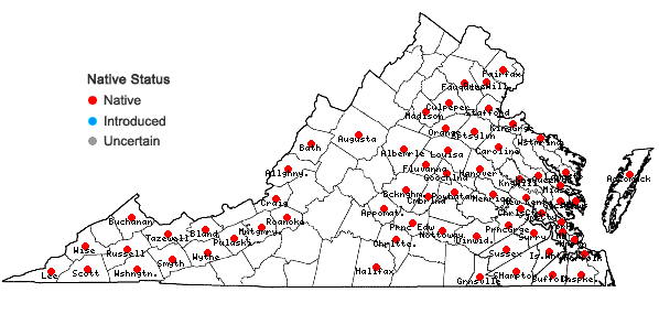 Locations ofSagittaria australis (J.G.Smith) Small in Virginia