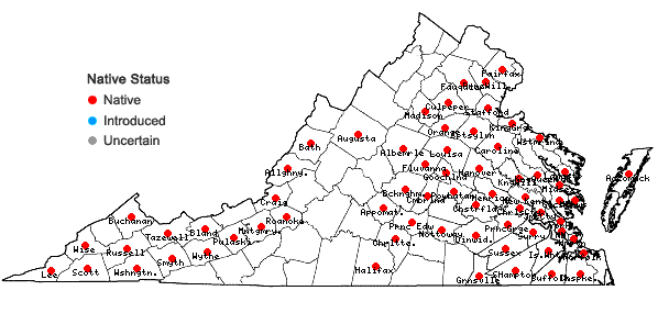 Locations ofSagittaria australis (J.G.Smith) Small in Virginia