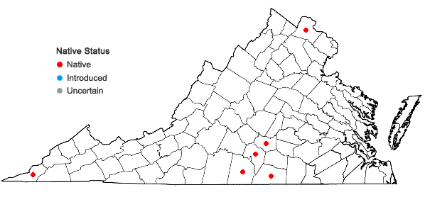 Locations ofSagittaria calycina Engelm. in Virginia