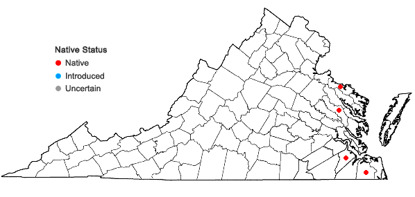 Locations ofSagittaria engelmanniana J.G. Smith in Virginia