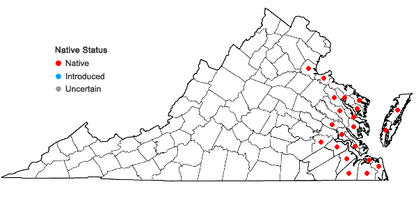 Locations ofSagittaria lancifolia L. var. media Micheli in Virginia