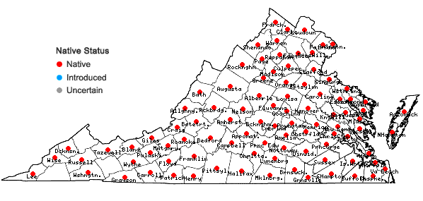 Locations ofSagittaria latifolia Willdenow in Virginia